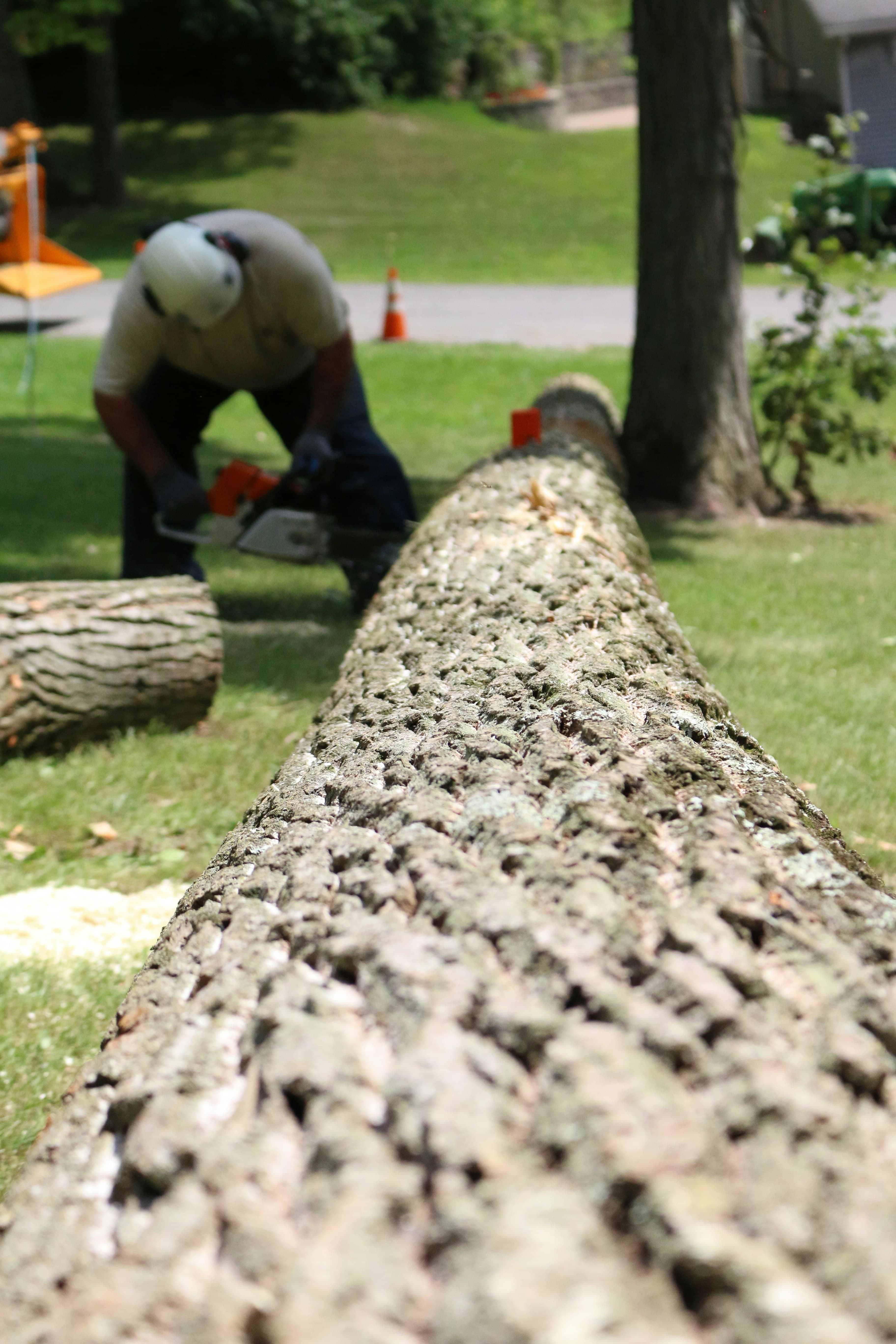 Tree Removal