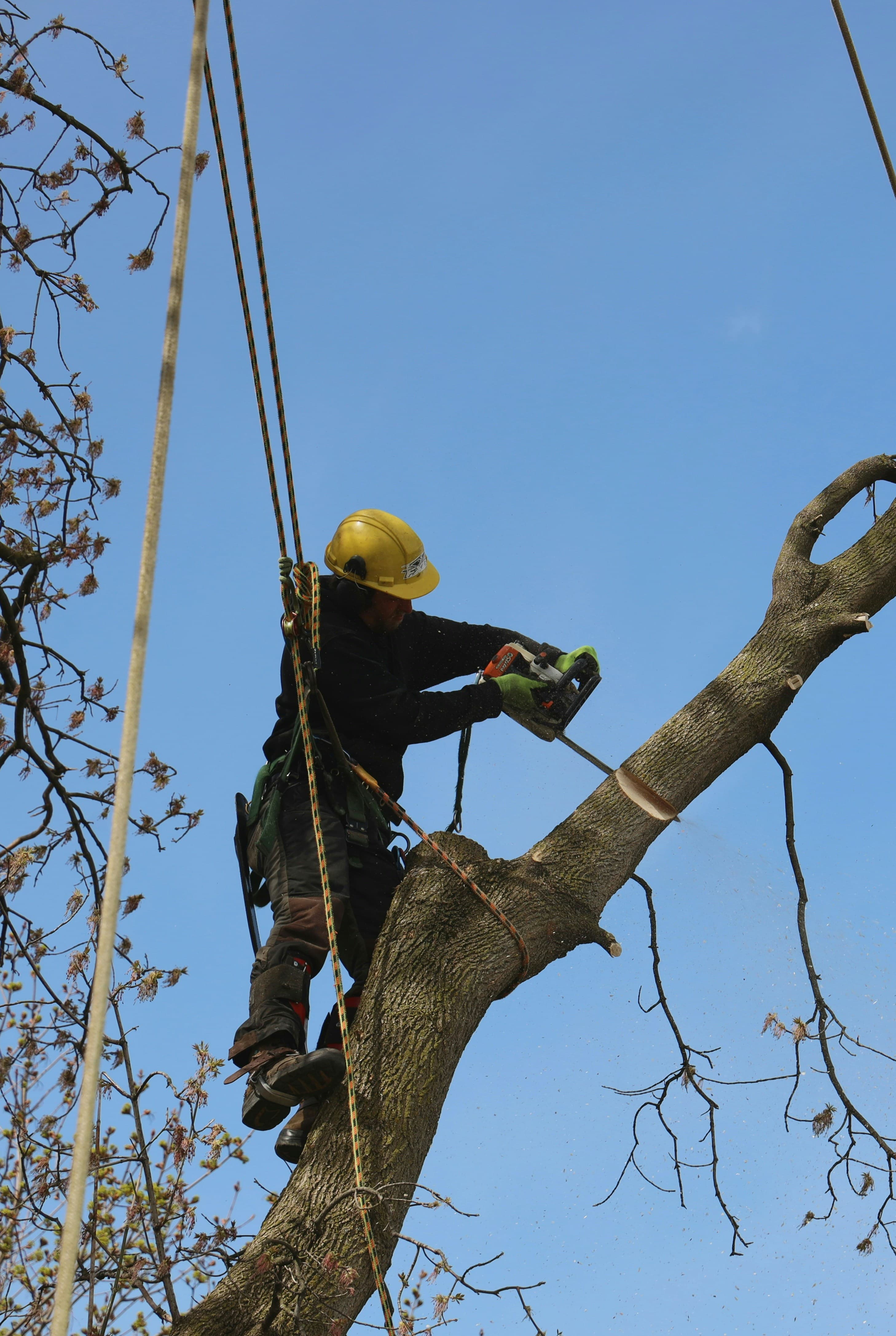 Tree Trimming & Pruning